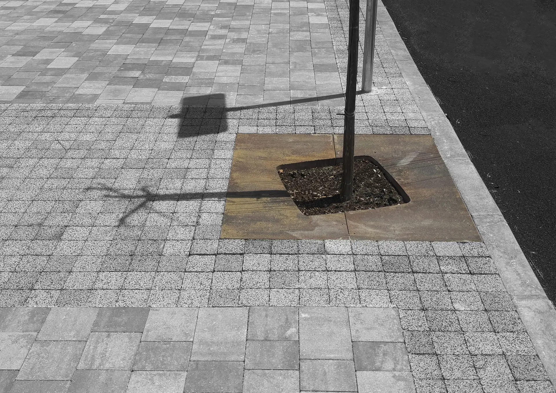 pg68_ALCORQUE FUERTEVENTURA copia